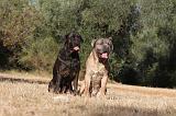 CANE CORSO 081